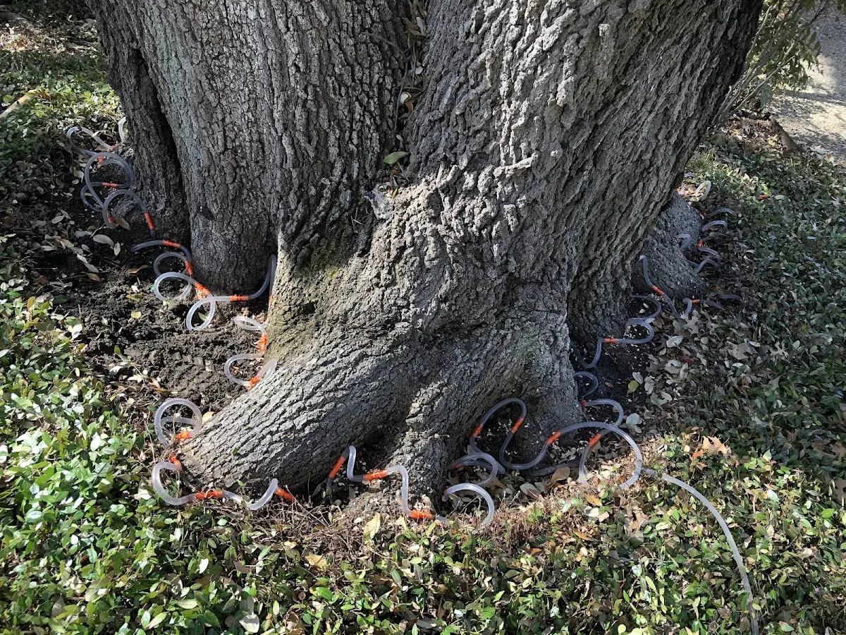 Detailed Tree Cabling and Bracing job site in Livingston